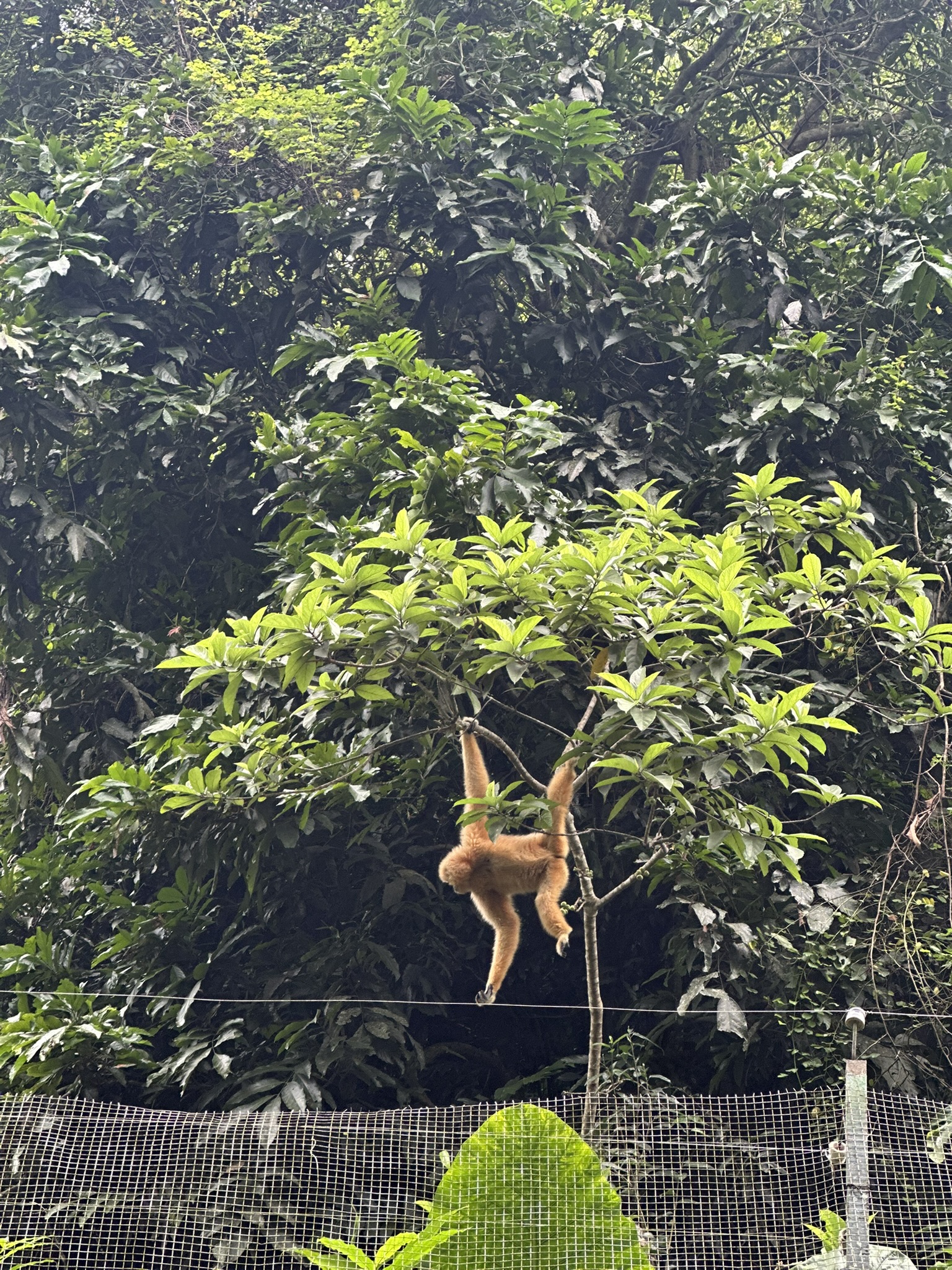 Golden langur or primate climbing high in the sanctuary trees